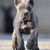 tu - @everettcontu1 - TikTok