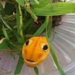 Everett Cornett - @everettcornett - Instagram