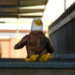 Everett the eagle - @everett_the_eagle - Instagram
