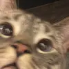 Everett Flores - @everett.flores - TikTok