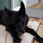 Everett The German Shepherd - @everetts.adventures - Instagram