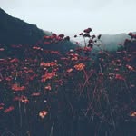 Everett Hanson - @silent_but_not_blind - Instagram