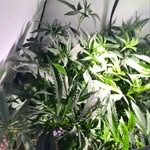 Everett Hunter - @dmzenchantedgarden - Instagram