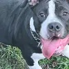 Patterson Pocket BULLYZ - @everettpatterson8 - TikTok