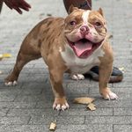 Everett Richard - @ezzykennel - Instagram