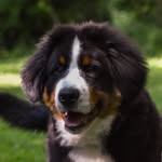 Everett Ritchie | Bernese Mountain Dog - @everett_thebernese - Instagram