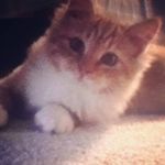 Joshua Everett Robbins - @jashua_rabbins - Instagram