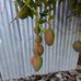 Everett Rock - Facebook
