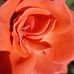 Rose Everett - Facebook