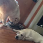sampson and ev - @sampsonandeverett - Instagram