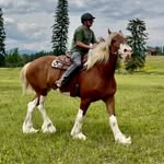 Everettweeks - @draft_ride_equestrian - Instagram