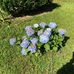 Everett Wiggins - Facebook