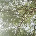 Evergreen Park - Facebook