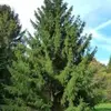 iloveevergreenpark - @iloveevergreenpark - TikTok
