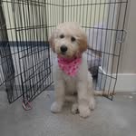 Everly Evans - @eviethedoodette - Instagram