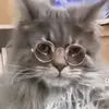 imalilgremlin - @everlyward23 - TikTok