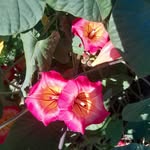 Everton McIntosh - @in_toshfarms - Instagram