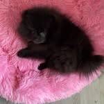 Evette - @black.pom.evette - Instagram