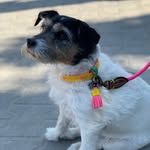 Yvette Sanders - @misslilythejackrussel - Instagram