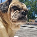 Evey Hammond - @eveydogofleisure - Instagram