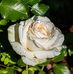Evi Miranda - Facebook