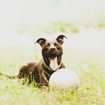 Evie Allen - @evallen_dogmom - Instagram