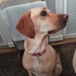Evie Bear - @eviebeardog - Instagram