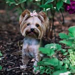 Evie, Benson + Gigi 🤍 - @evie_the_yorkie - Instagram