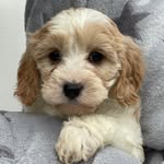 Evie Bruce - @3v1e.e - Instagram