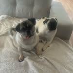 Evie, Bruce and Olli - @evie_bruce_olli_the_pug_jug - Instagram