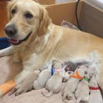 Evie Bush - @evies_retriever_babies - Instagram
