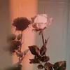 Evie - @eviecarpenter_684 - TikTok