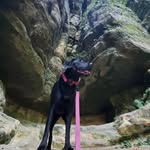 Evie Clements - @servicedogevie - Instagram