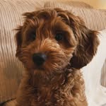Evie - @cobberdog.evie - Instagram