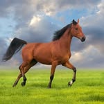 Evie Cook - @horsey_acc_xx - Instagram