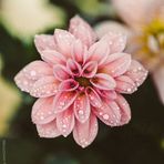 Evie Cortez - Facebook
