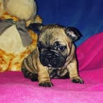 Evie - @evie_crosswell02 - Instagram
