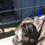 Evie Davidson - Facebook