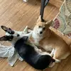 Eviedaycorgi - @eviedaycorgi - TikTok
