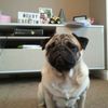 Evie Dean - @pugcool2008 - TikTok