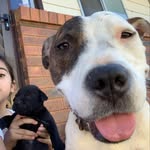 Evie Duffy - @evieandherpups - Instagram
