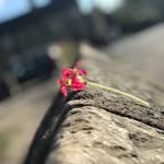 Evie Fox - @evie_photography_07 - Instagram