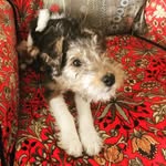 Evie The Fox Terrier - @evie.foxterrier - Instagram