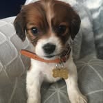 Evie Gallagher - @eviethecavajack - Instagram