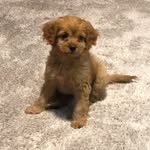 Evie George - @evie.g.the.cavoodle - Instagram