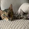 George, Evie, & Ava - @george_evie_ava - TikTok