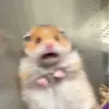 Evie - @evie_hamilton_ - TikTok