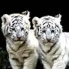 evie_s_hampton - @evie_s_hampton - TikTok