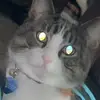 Evie - @evie_hanson1 - TikTok