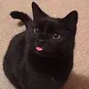 ev_harmony - @harmonyevie_ - TikTok